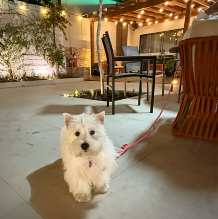 Hotel Rosim Pet Friendly